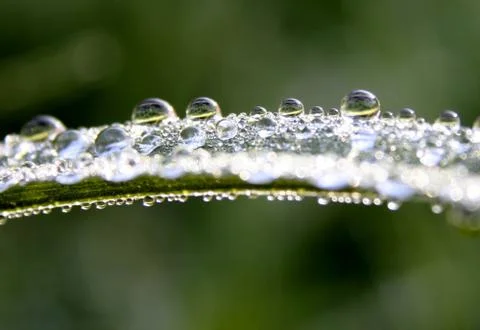 Alight water drops on a leaf 스톡 사진