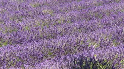 Aligned lavender plants moving in the wind Stock Footage 50543365