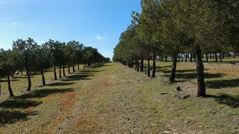 Aligned pine trees Stock Footage 88409427