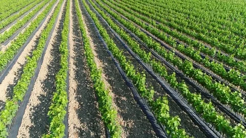 Aligned rows of vine rooted cuttings in a nursery in Monferrato,Piedmont,Italy. Stock Footage 85324461