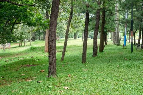 Aligned Trees Creating Natural Pattern In City Park Stock Photos