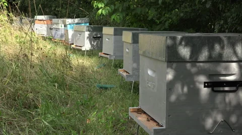 Alignment of hives in the shelter of trees Stock Footage 51833862