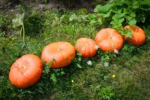 Alignment of ripe pumpkins in a garden Stock Photos