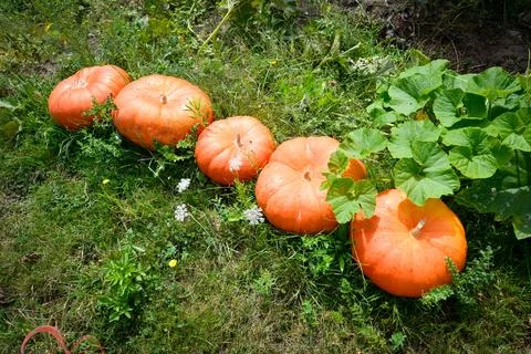 Alignment of ripe pumpkins in a garden Stock Photos