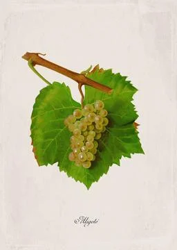 Aligote Classic White Wine Grape Variety, Botanical Illustration Stock Illustration