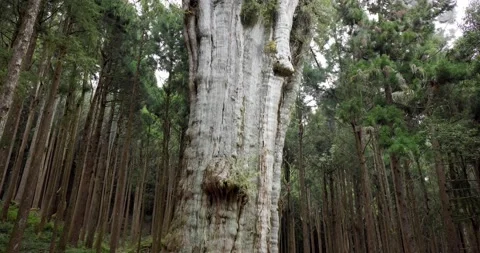 Alishan forest boasts massive ancient trees in alishan national forest recr.. Stock Footage 239446224