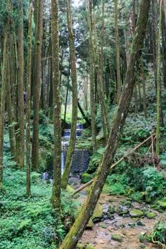 Alishan Forest Stock Photos
