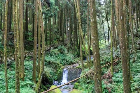 Alishan Forest Stock Photos