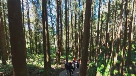 Alishan Forest Trails Through Towering Cedar and Cypress Trees in Taiwan Stock Footage 341527553