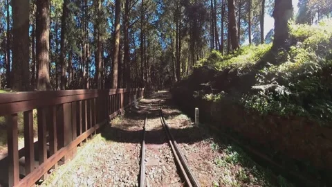 Alishan Forest Trails Through Towering Cedar and Cypress Trees in Taiwan Vídeos de archivo 341527584
