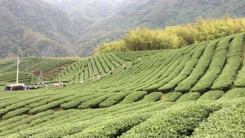 Alishan Tea Plantaion Stock Footage 149203949