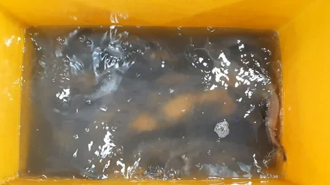 Alive catfish in a yellow container Stock Footage 103693706