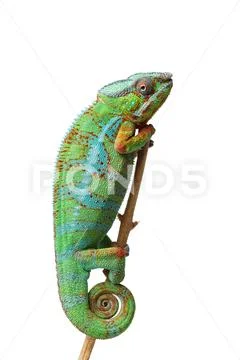 Alive chameleon reptile Stock Photos