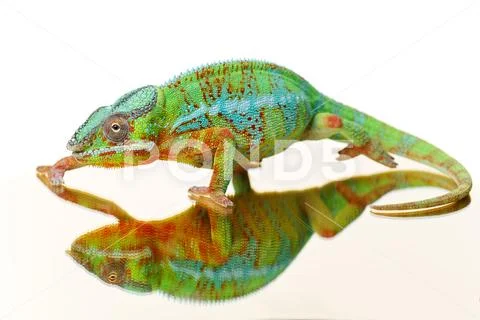 Alive chameleon reptile Stock Photos