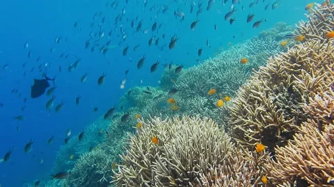 Alive coral reef with hard corals and different tropical fish. Amazing diversity Video stock 199772004