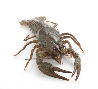 Alive crawfish Stock Photos