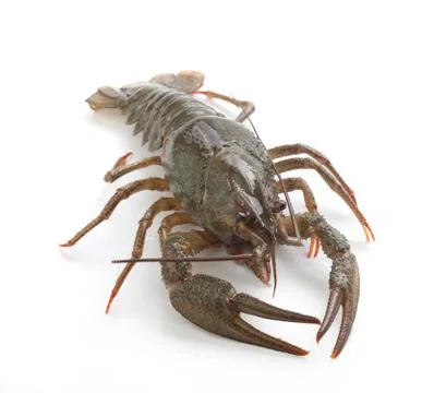Alive crawfish Stock Photos