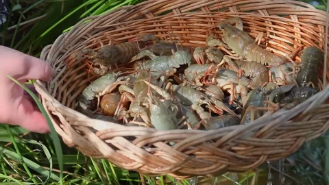 Alive crayfish are sitting in the basket on the shore Stock Footage 312468643