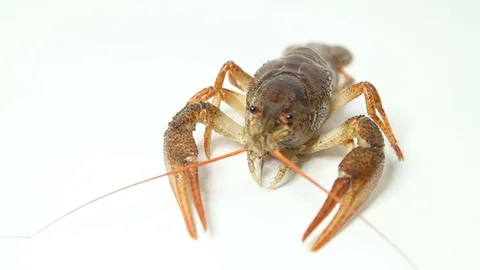 Alive crayfish closeup Video stock 70547857