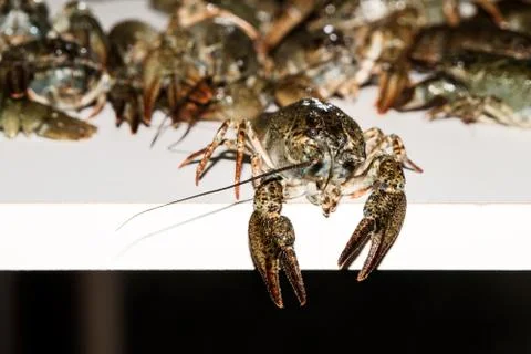 Alive crayfish closeup. 写真素材