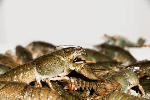 Alive crayfish closeup. 写真素材