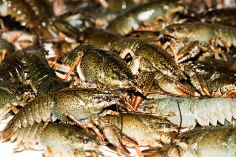 Alive crayfish closeup. 写真素材