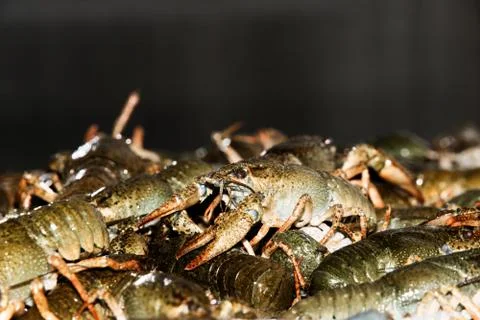 Alive crayfish closeup. Stock Photos