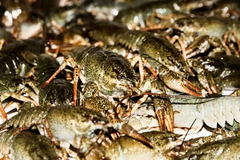 Alive crayfish closeup. Stock Photos
