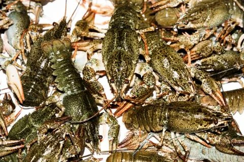 Alive crayfish closeup. Stock Photos