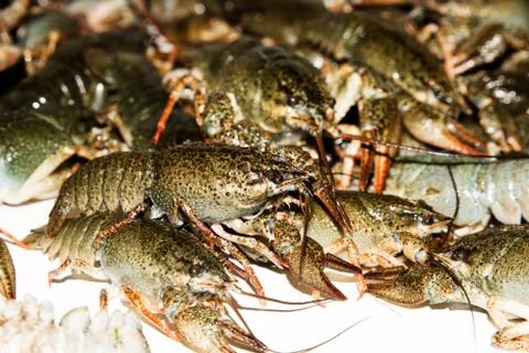 Alive crayfish closeup. Stock Photos