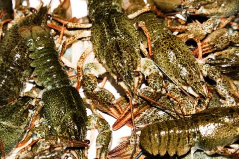 Alive crayfish closeup. Stock Photos