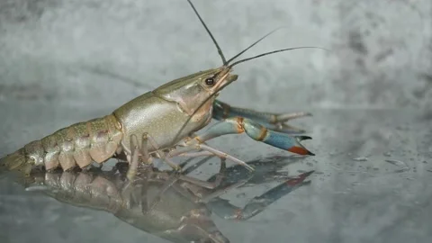 Alive Crayfish Video stock 133968979