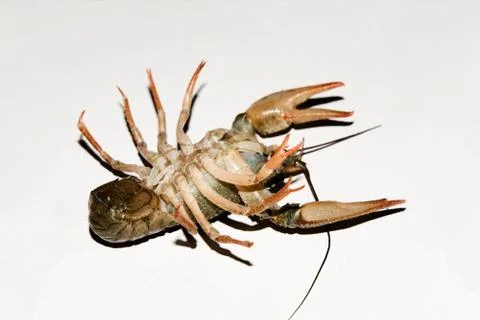 Alive crayfish isolated on white background. Stock Photos