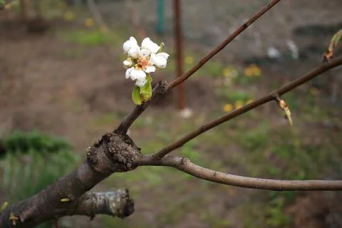 Alive cuttings on grafting pear tree with formed callus and flowers. Stock Photos