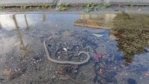 Alive earthworm moves in the puddle after rain Stock Footage 148488953