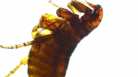 Alive flea filmed on white background under microscope 40x Stock Footage 220035547