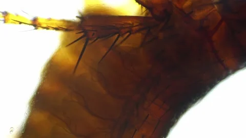 Alive flea filmed on white background under microscope 100x Stock Footage 220036317