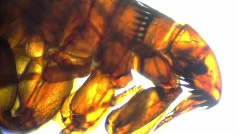 Alive flea head with jaws and legs filmed on white background under microscope Stock Footage 221099991