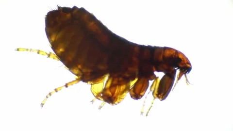 Alive flea moving legs is filmed on white background under microscope 40x Stock Footage 221099894