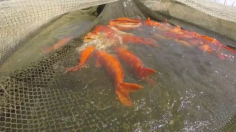 Alive freshwater fish, golden carps swimming in the net Stock Footage