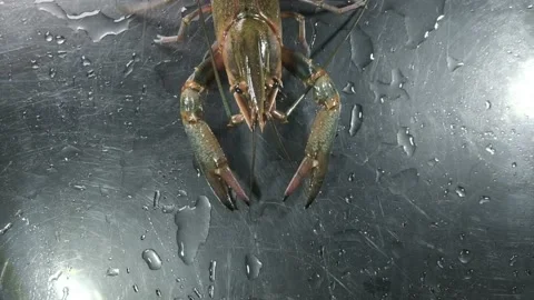Alive lobster Stock Footage 133969090