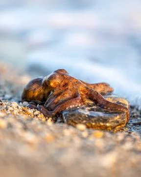 Alive octopus laying on the sandy beach washing by waves at the golden ligh.. Stock Photos
