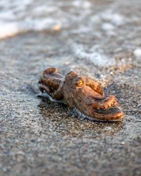 Alive octopus laying on the sandy beach washing by waves at the golden ligh.. Stock Photos