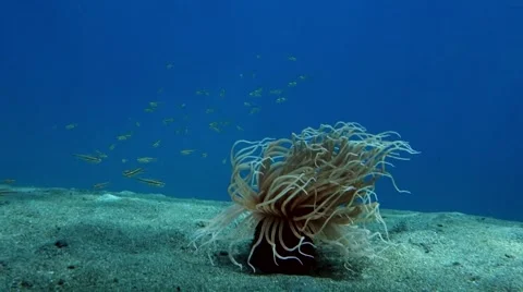 Alive small fish and tendrils Stock Footage 45163842