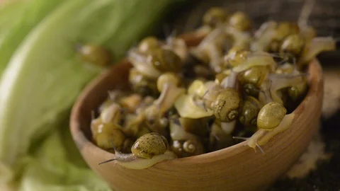 Alive snail on a bowl Stock Footage 90864459