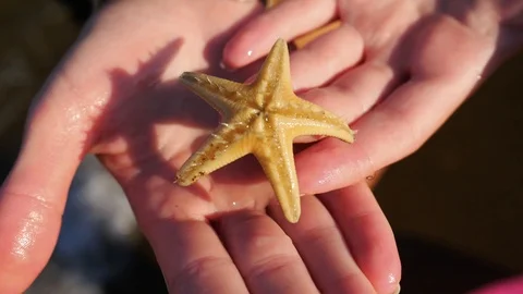 Alive starfish closeup view Stock Footage 97908089