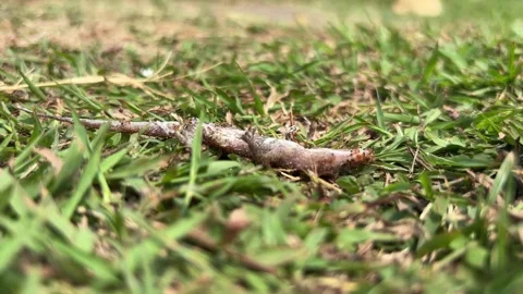 Alizard lies in the grass as tiny ants circle around lizard body. Stock Footage 329600310