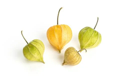 Alkekengi officinarum or Chinese lantern of different colors isolated on w... Stock Photos