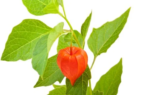 Alkekengi Stock Photos