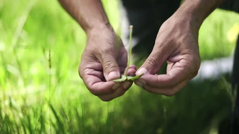 Alkemide Alpine Stock Footage 148253458